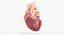Human Heart Animated (Pro Version)