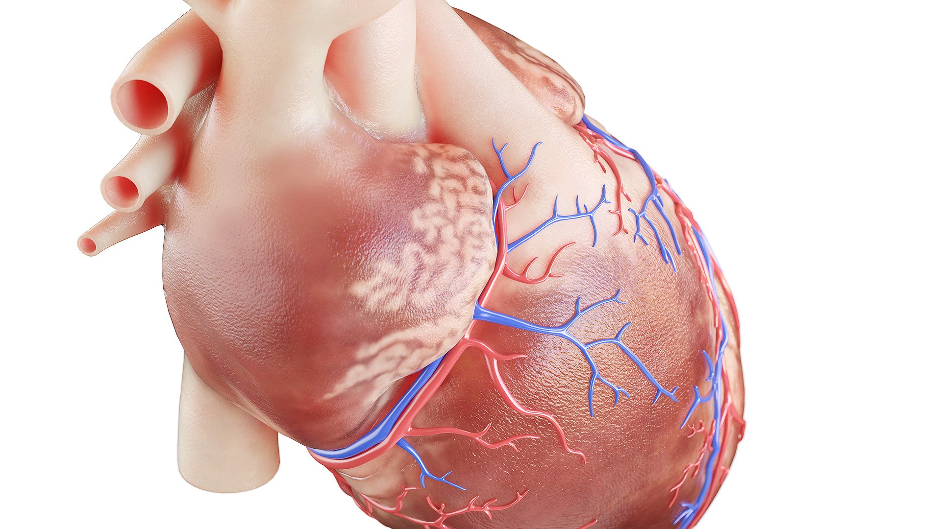 3D human heart https://p.turbosquid.com/ts-thumb/WJ/lpLKJn/niF6PZm6/heart_all_3f/jpg/1573812559/1920x1080/fit_q87/a7ba2b50fd792b27dd33016e3852eb00d913289b/heart_all_3f.jpg