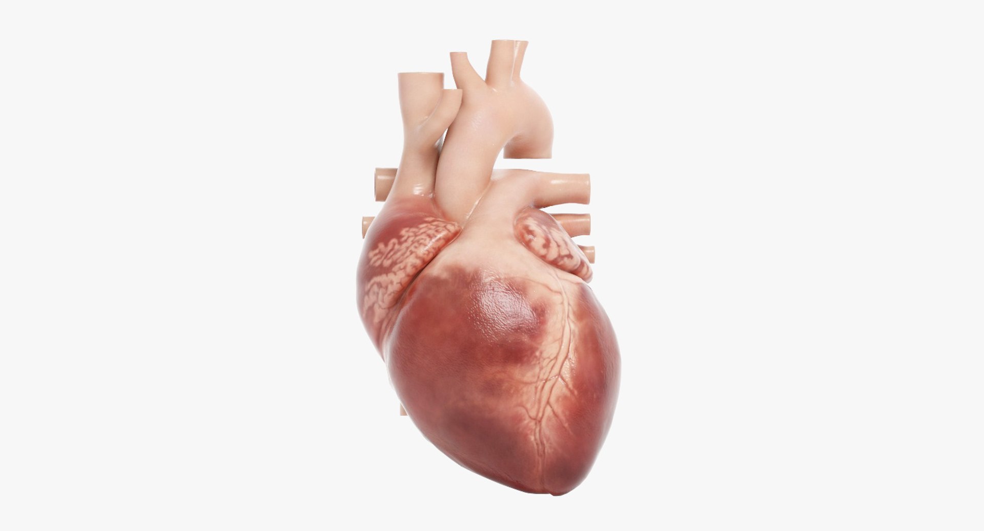 3D human heart https://p.turbosquid.com/ts-thumb/WJ/lpLKJn/ulkw6W8K/02_signature_image_cinema/jpg/1540997930/1920x1080/fit_q87/8ae23a83a1fbde2ac79711f42fe450ea8e331f53/02_signature_image_cinema.jpg