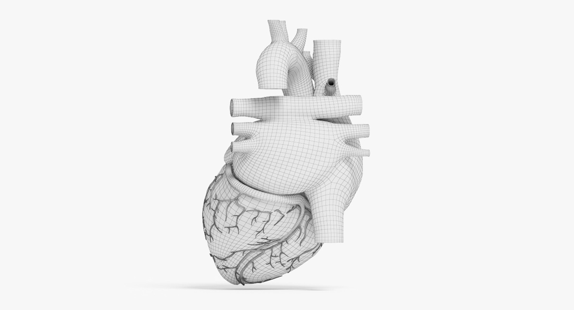 3D human heart https://p.turbosquid.com/ts-thumb/WJ/lpLKJn/zyVbp13f/21_front_view_wireframe_closed/jpg/1555529931/1920x1080/fit_q87/4412052723bd11402b5e5a4d7fef40aa6ff4bc65/21_front_view_wireframe_closed.jpg