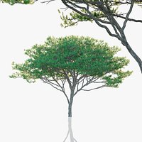 Maritime Pine Trees