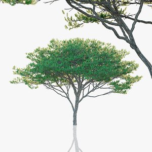 maritime pine trees pinus 3D model