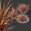 HQ Plants Molinia Caerulea Heidebraut Kleines PfeifengrasCorona max