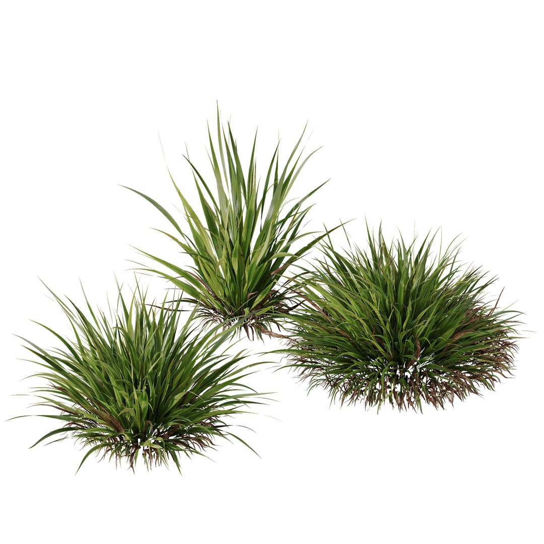 HQ Plants Molinia Caerulea Heidebraut Kleines PfeifengrasCorona max 3D model https://p.turbosquid.com/ts-thumb/WK/1z4AmZ/E5/z06/png/1695388232/1920x1080/fit_q87/cc4a0adf2d8117ed653c8c02b83c5003ac07ade8/z06.jpg