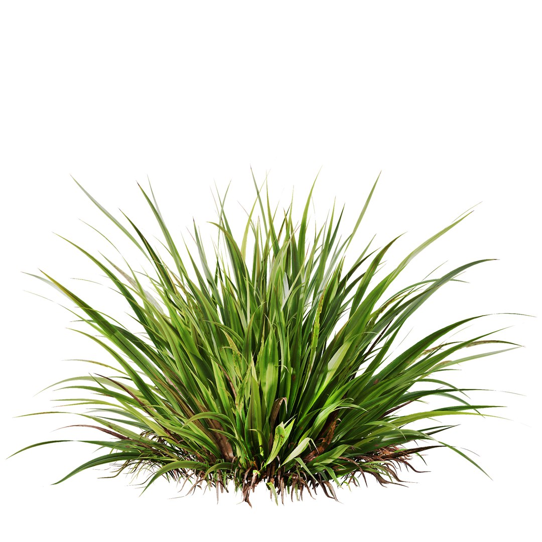 HQ Plants Molinia Caerulea Heidebraut Kleines PfeifengrasCorona max 3D model https://p.turbosquid.com/ts-thumb/WK/1z4AmZ/ME/z02/png/1695388216/1920x1080/fit_q87/e0fc99cdb2b9e638c57c860f6ff0acbed505abf3/z02.jpg