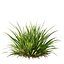 HQ Plants Molinia Caerulea Heidebraut Kleines PfeifengrasCorona max