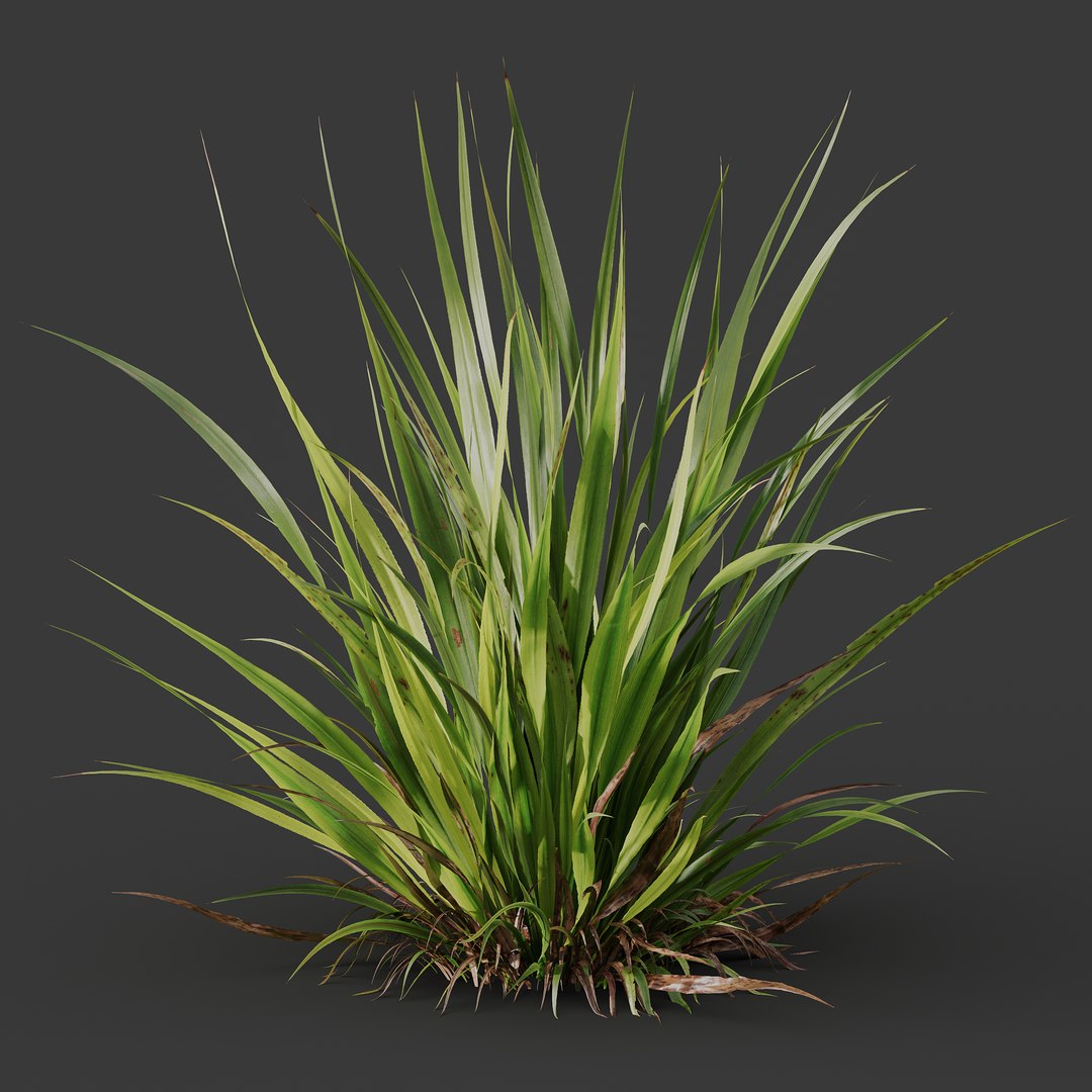 HQ Plants Molinia Caerulea Heidebraut Kleines PfeifengrasCorona max 3D model https://p.turbosquid.com/ts-thumb/WK/1z4AmZ/je/z03/png/1695388226/1920x1080/fit_q87/5b5ec8916ed38078b93720347324c1f788b7e52a/z03.jpg