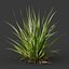 HQ Plants Molinia Caerulea Heidebraut Kleines PfeifengrasCorona max