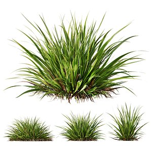 HQ Plants Molinia Caerulea Heidebraut Kleines PfeifengrasCorona max 3D model
