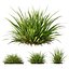 HQ Plants Molinia Caerulea Heidebraut Kleines PfeifengrasCorona max