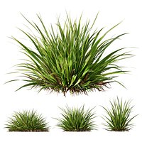HQ Plants Molinia Caerulea Heidebraut Kleines PfeifengrasCorona max