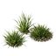 HQ Plants Molinia Caerulea Heidebraut Kleines PfeifengrasCorona max