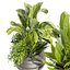 植物收藏 第 480 卷 - 香蕉 - 盆 - 种植园 - 棕榈 3dsmax - cinema 4d