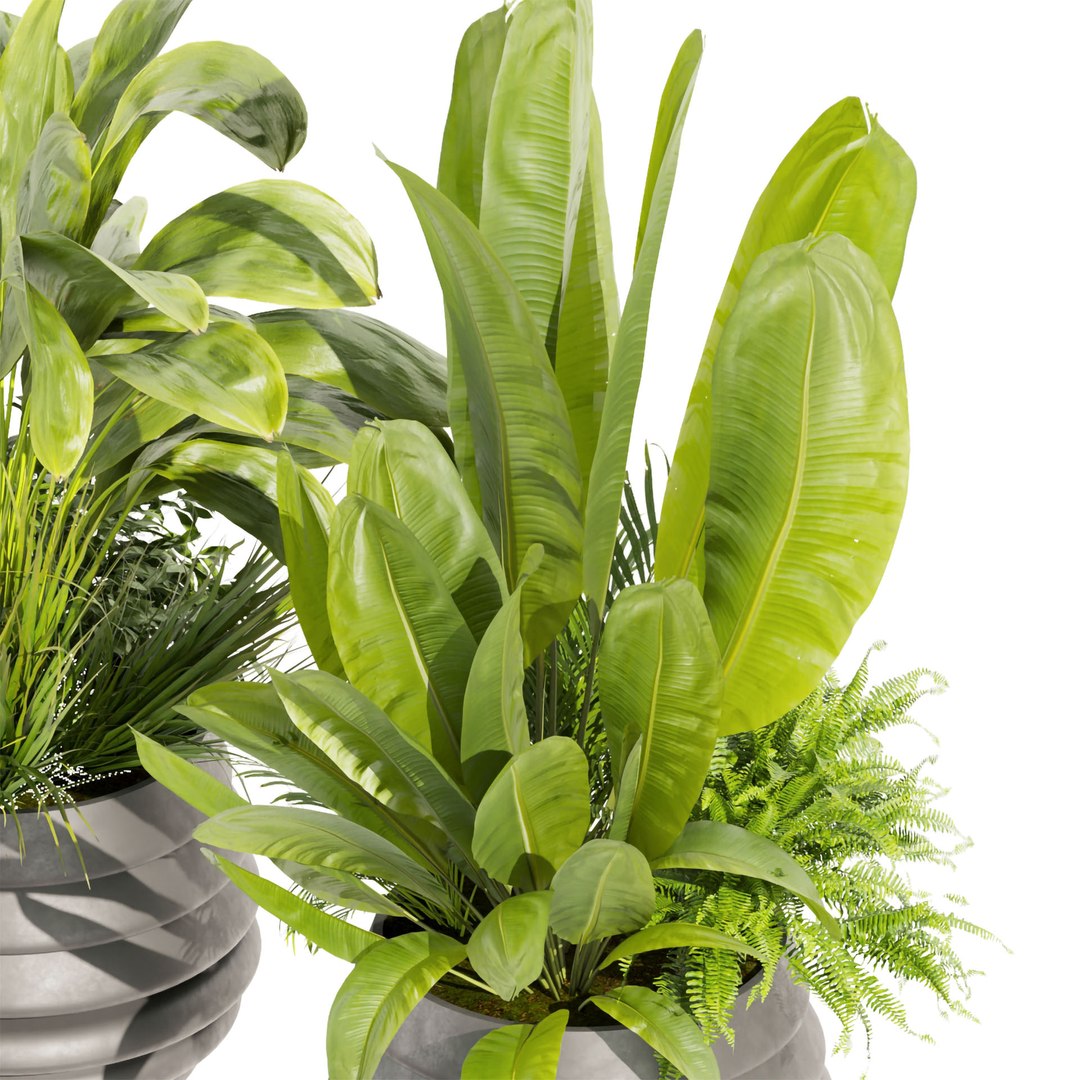 3D Collection plant  vol 480 - banana - pot - planter - palm 3dsmax - cinema 4d https://p.turbosquid.com/ts-thumb/WK/2RI5Do/xj/untitled6_0003_4.jpg/jpg/1680569092/1920x1080/fit_q87/00240debe6e116a389fedb5354d9f361f1d8ae9d/untitled6_0003_4.jpg.jpg