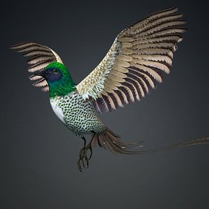 Pheasant Bird-B4 3D