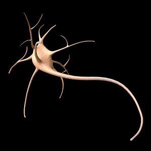 neuron.mb