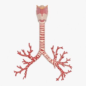 Larynx Trachea BronchialTree