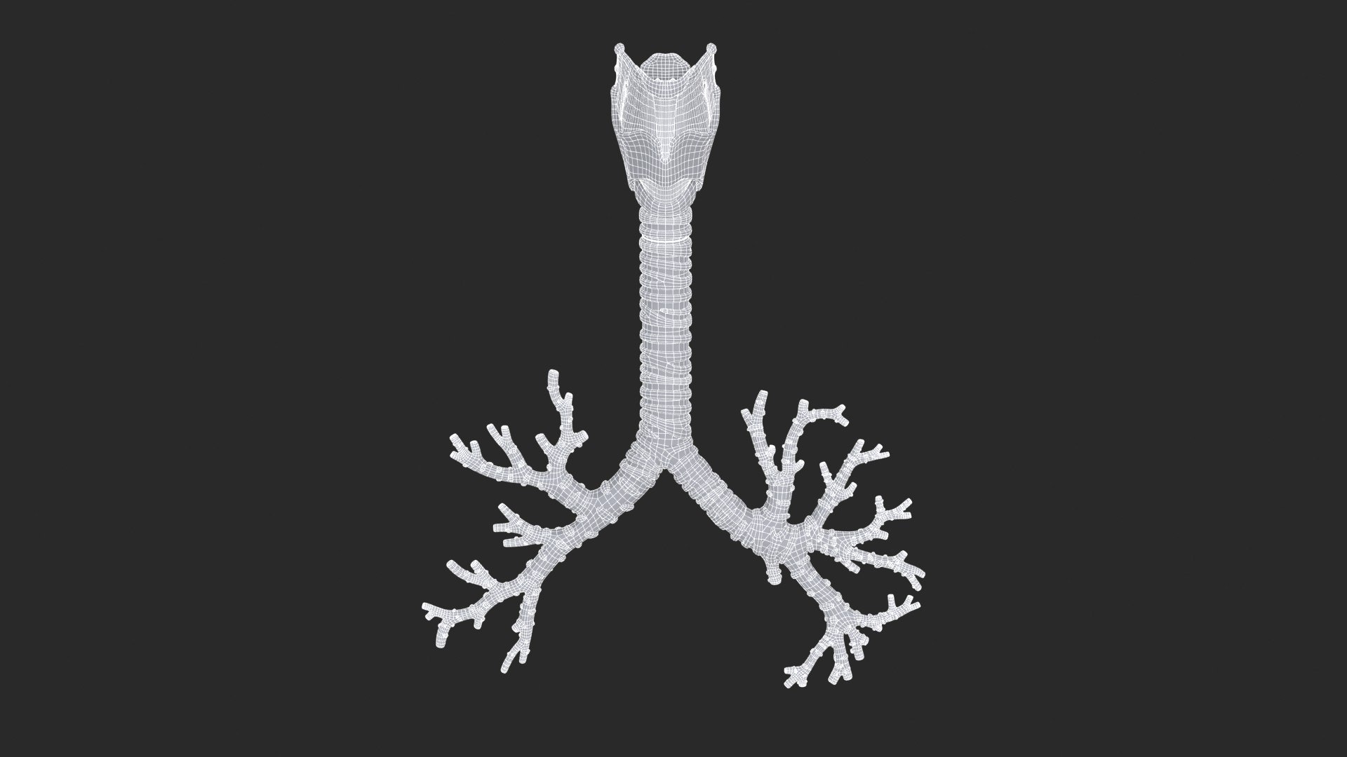 Larynx Trachea BronchialTree 3D model https://p.turbosquid.com/ts-thumb/WK/aicFw2/9b/larynx_trachea_bronchialtree_main_sub_1_f_0097/jpg/1766930424/1920x1080/fit_q87/9d262c00e570506c85dbcb13e84afaf3bbd1df14/larynx_trachea_bronchialtree_main_sub_1_f_0097.jpg