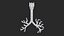 Larynx Trachea BronchialTree