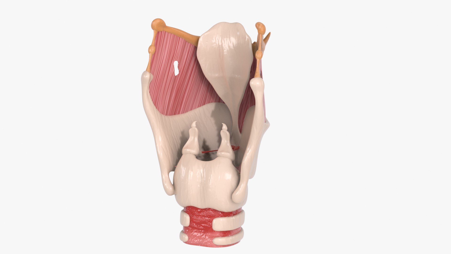 Larynx Trachea BronchialTree 3D model https://p.turbosquid.com/ts-thumb/WK/aicFw2/B7/larynx_main_pr_f_0106/jpg/1766930566/1920x1080/fit_q87/1124a20e7cbc4b9c6d1b837d478da28e3a5d9a12/larynx_main_pr_f_0106.jpg