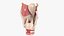 Larynx Trachea BronchialTree