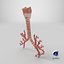 Larynx Trachea BronchialTree