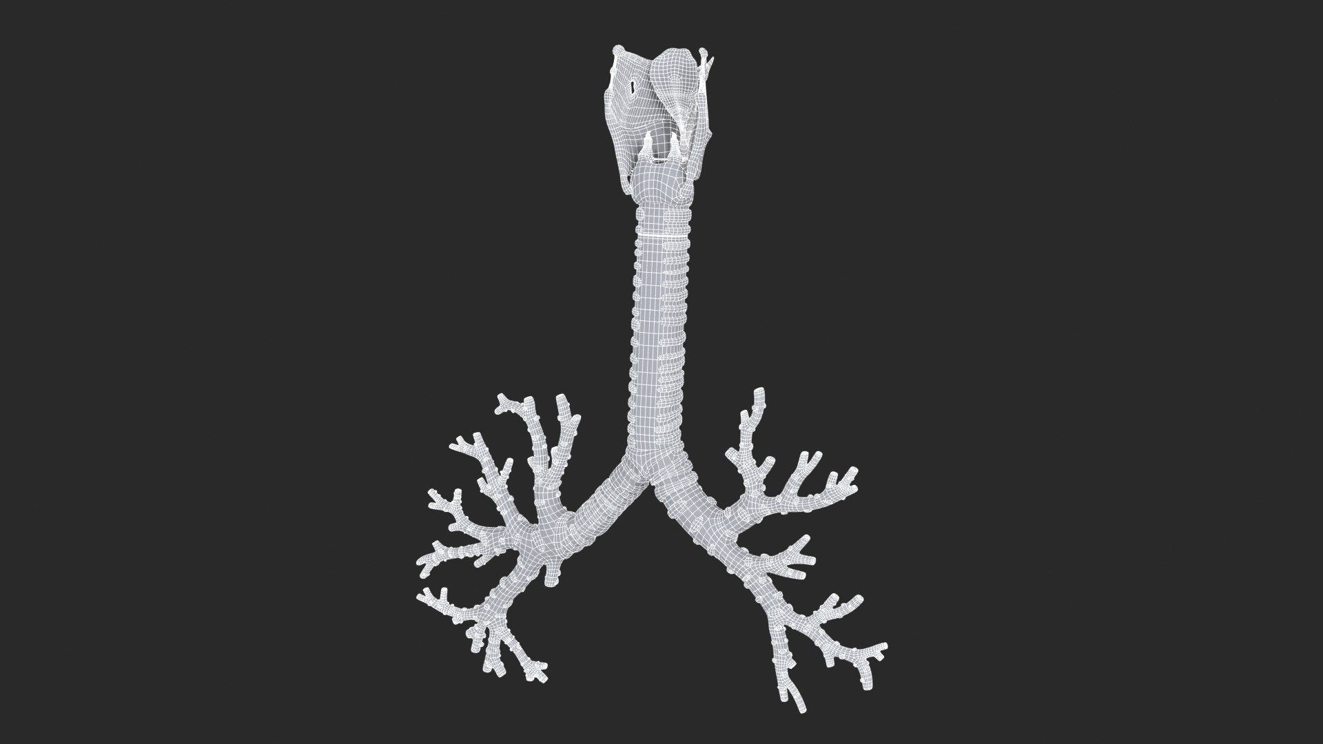 Larynx Trachea BronchialTree 3D model https://p.turbosquid.com/ts-thumb/WK/aicFw2/Kn/larynx_trachea_bronchialtree_main_sub_1_f_0106/jpg/1766930425/1920x1080/fit_q87/95728e7bc6e039bb7a1a918ce9d360759a1d5f53/larynx_trachea_bronchialtree_main_sub_1_f_0106.jpg