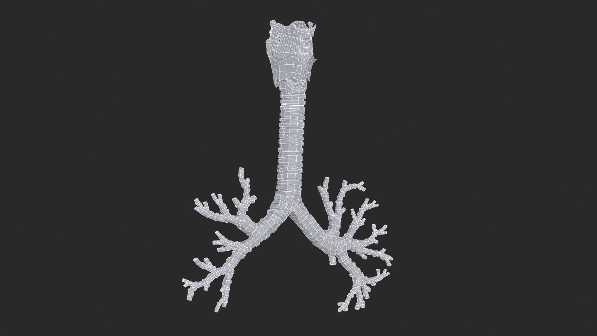 Larynx Trachea BronchialTree 3D model https://p.turbosquid.com/ts-thumb/WK/aicFw2/R3/larynx_trachea_bronchialtree_main_sub_0_f_0128/jpg/1766930424/1920x1080/fit_q87/61cf62974b08327467ac02604cf92fb884703bf3/larynx_trachea_bronchialtree_main_sub_0_f_0128.jpg