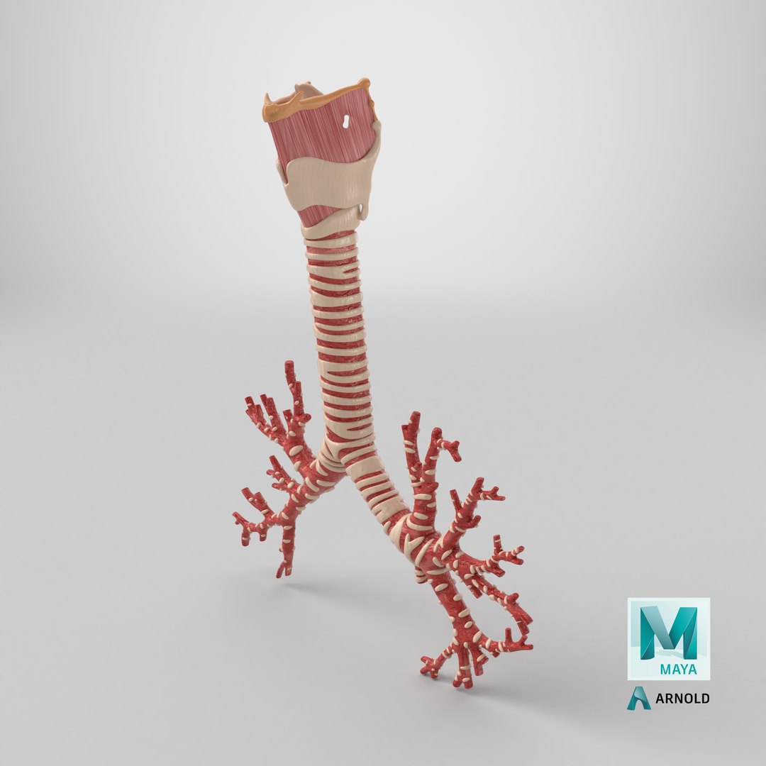 Larynx Trachea BronchialTree 3D model https://p.turbosquid.com/ts-thumb/WK/aicFw2/Rk/stemcell_maya_arnold_render/png/1767736214/1920x1080/fit_q87/7f2a6489f660b7a86f584c617a7aed438d4a2273/stemcell_maya_arnold_render.jpg