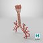 Larynx Trachea BronchialTree