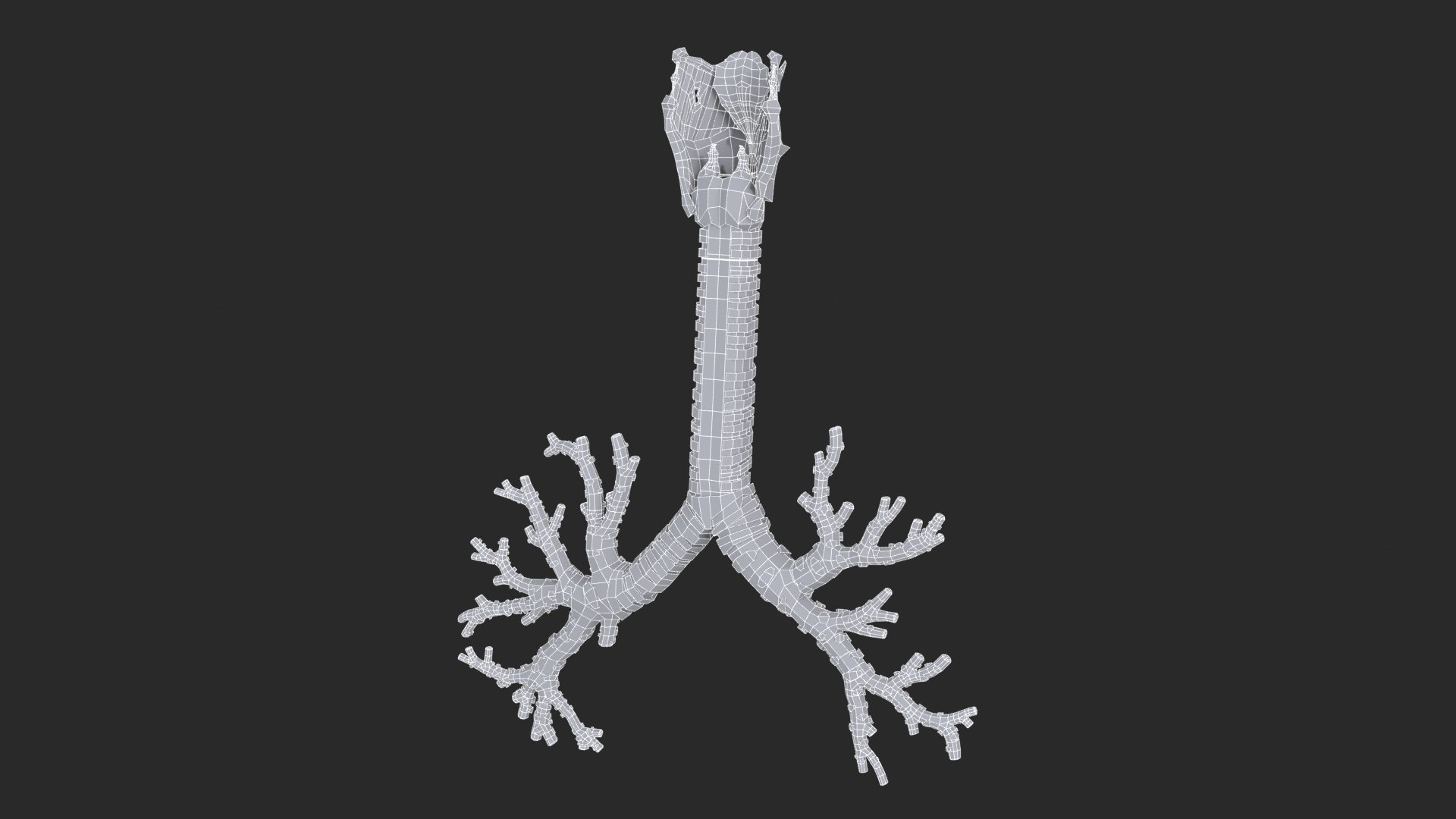 Larynx Trachea BronchialTree 3D model https://p.turbosquid.com/ts-thumb/WK/aicFw2/Tn/larynx_trachea_bronchialtree_main_sub_0_f_0106/jpg/1766930428/1920x1080/fit_q87/6cc7d7d147f6a1efa4d8ec47a6d83f0a8963e618/larynx_trachea_bronchialtree_main_sub_0_f_0106.jpg