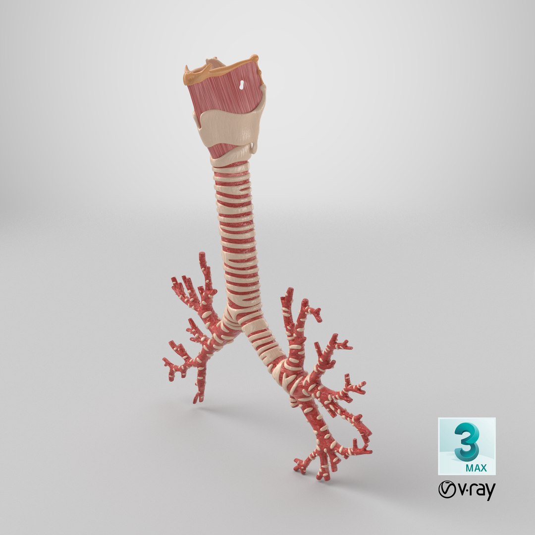 Larynx Trachea BronchialTree 3D model https://p.turbosquid.com/ts-thumb/WK/aicFw2/XZ/stemcell_max_vray_render/png/1767736218/1920x1080/fit_q87/2afe898c55f50e2ba31a55937d3204f9df833a25/stemcell_max_vray_render.jpg