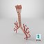 Larynx Trachea BronchialTree