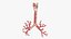 Larynx Trachea BronchialTree
