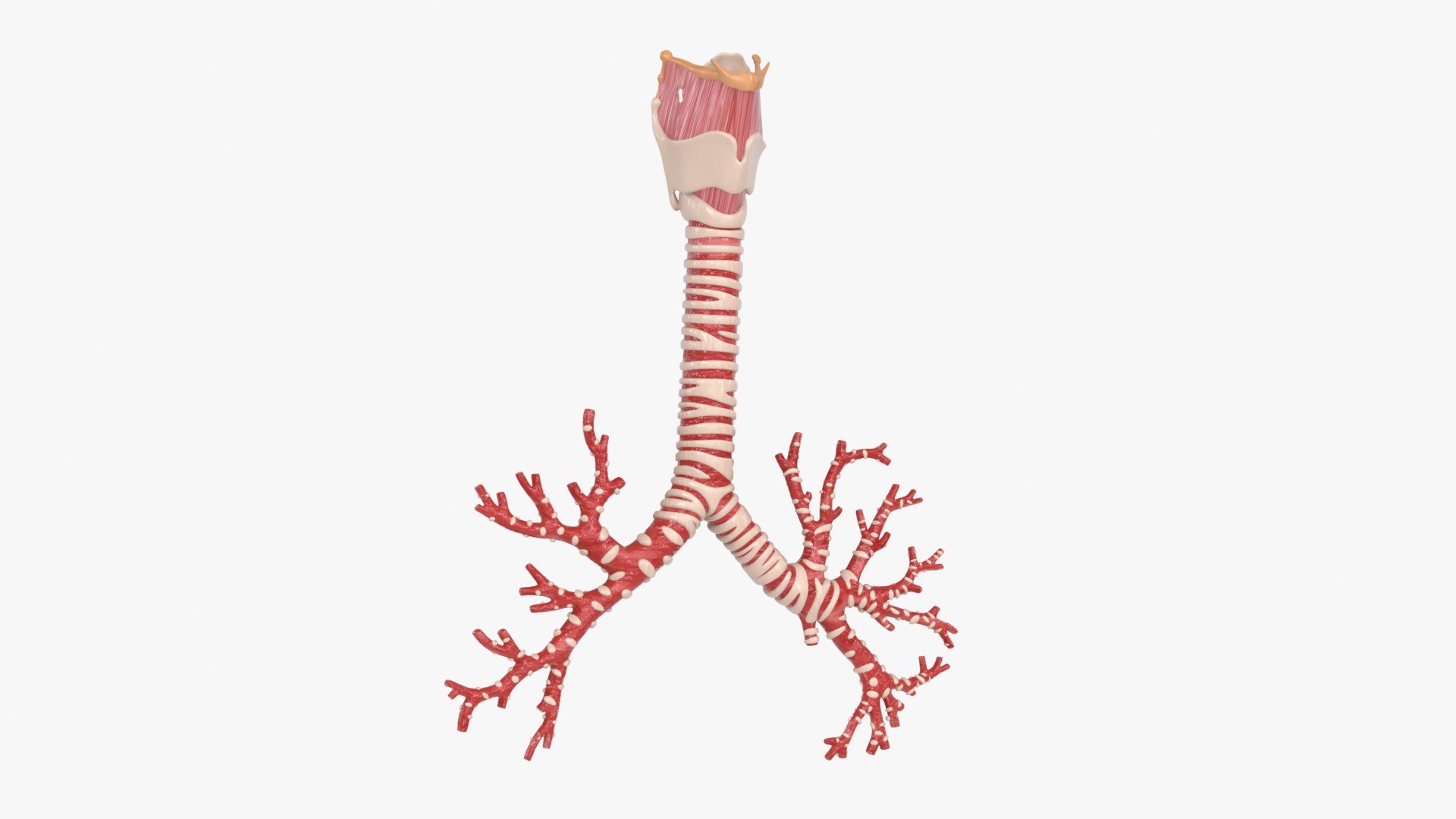 Larynx Trachea BronchialTree 3D model https://p.turbosquid.com/ts-thumb/WK/aicFw2/cd/larynx_trachea_bronchialtree_main_pr_f_0128/jpg/1766930417/1920x1080/fit_q87/85ea5ab76f07e08722792578d252f265acc10150/larynx_trachea_bronchialtree_main_pr_f_0128.jpg