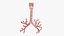 Larynx Trachea BronchialTree