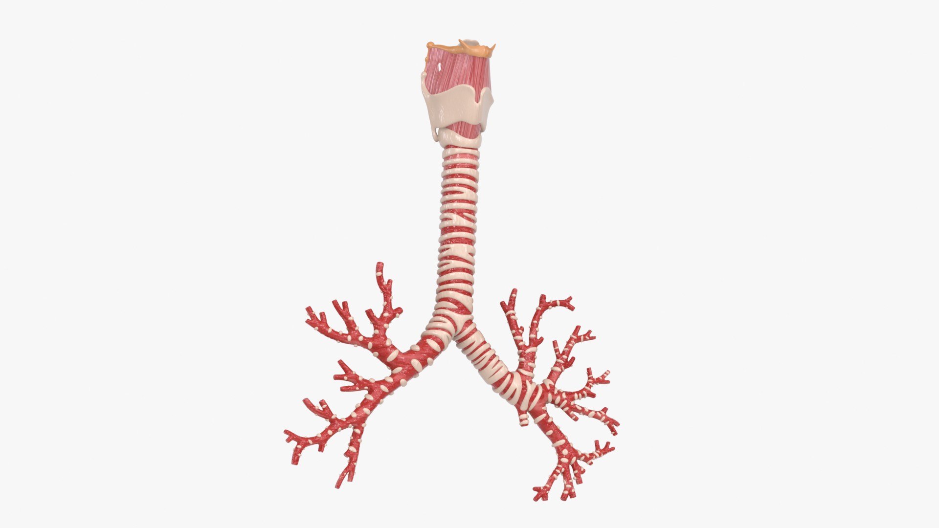 Larynx Trachea BronchialTree 3D model https://p.turbosquid.com/ts-thumb/WK/aicFw2/hi/larynx_trachea_bronchialtree_main_pr_f_0144/jpg/1766930416/1920x1080/fit_q87/85e31f2ad7f0c90f16d91ce32d32b6f56bd243c3/larynx_trachea_bronchialtree_main_pr_f_0144.jpg