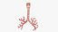 Larynx Trachea BronchialTree
