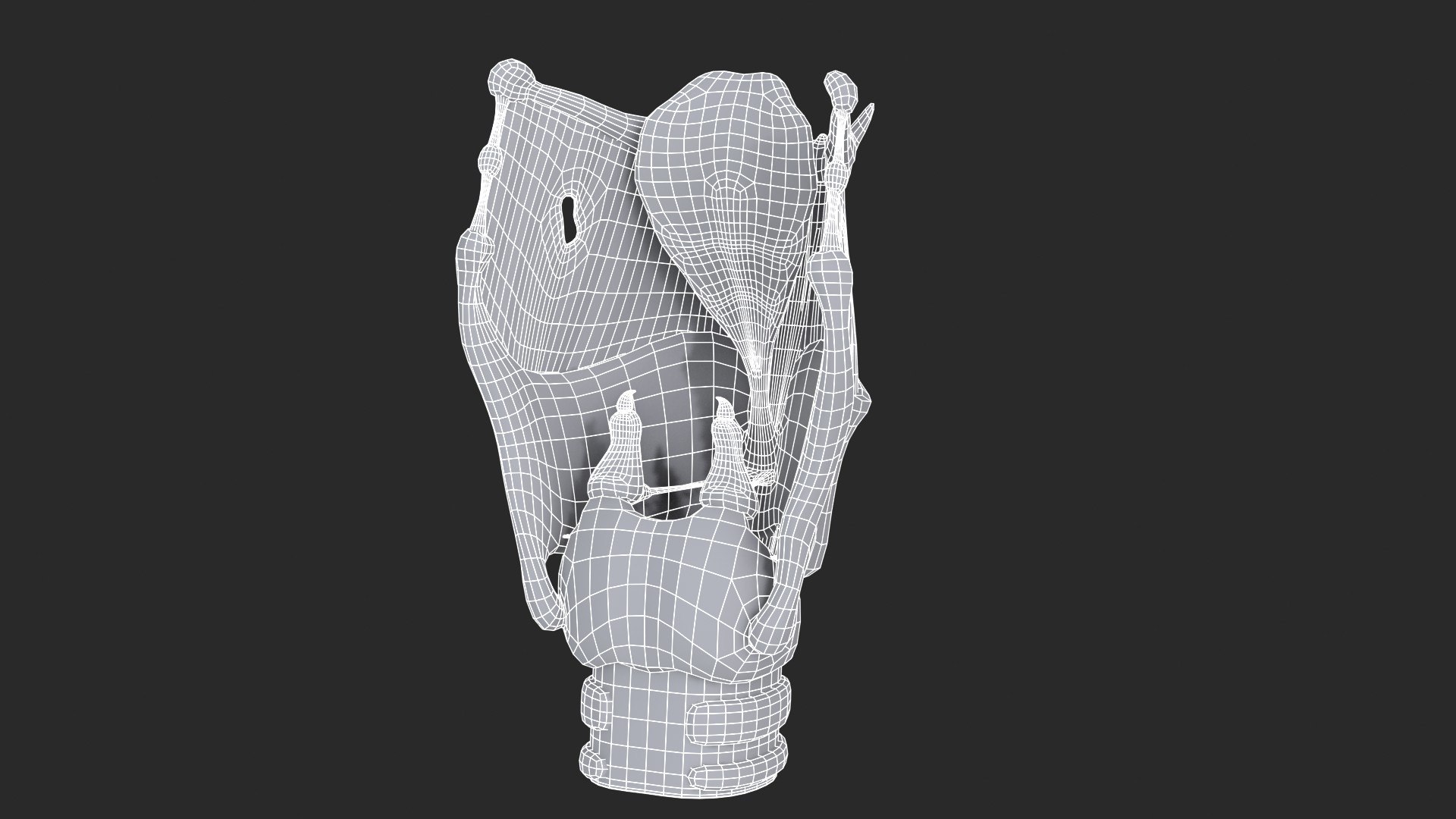 Larynx Trachea BronchialTree 3D model https://p.turbosquid.com/ts-thumb/WK/aicFw2/jg/larynx_main_sub_1_f_0106/jpg/1766930568/1920x1080/fit_q87/0664a81eb3c5e4e4cbace7bc3c0455daed7dbc96/larynx_main_sub_1_f_0106.jpg