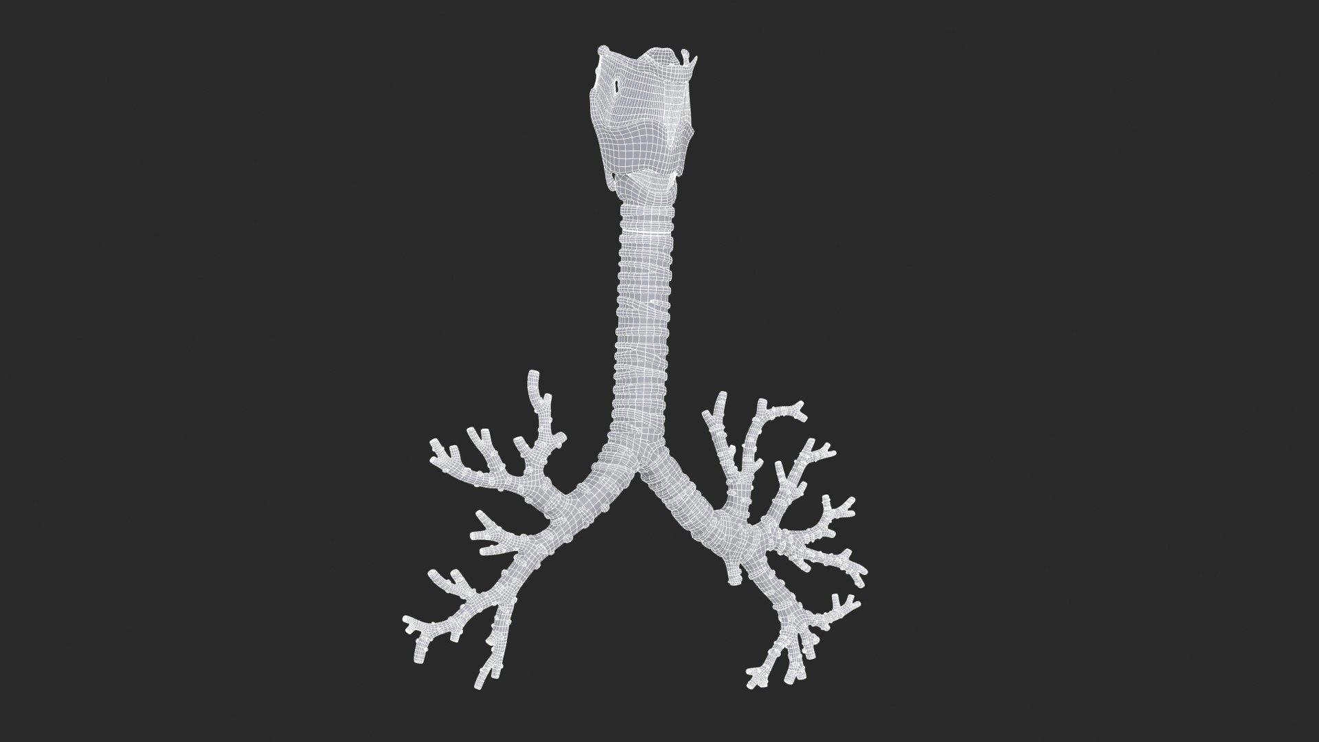 Larynx Trachea BronchialTree 3D model https://p.turbosquid.com/ts-thumb/WK/aicFw2/r6/larynx_trachea_bronchialtree_main_sub_1_f_0128/jpg/1766930427/1920x1080/fit_q87/59f9a8c48e95231c7277d0516d219554e35d90e9/larynx_trachea_bronchialtree_main_sub_1_f_0128.jpg