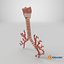 Larynx Trachea BronchialTree