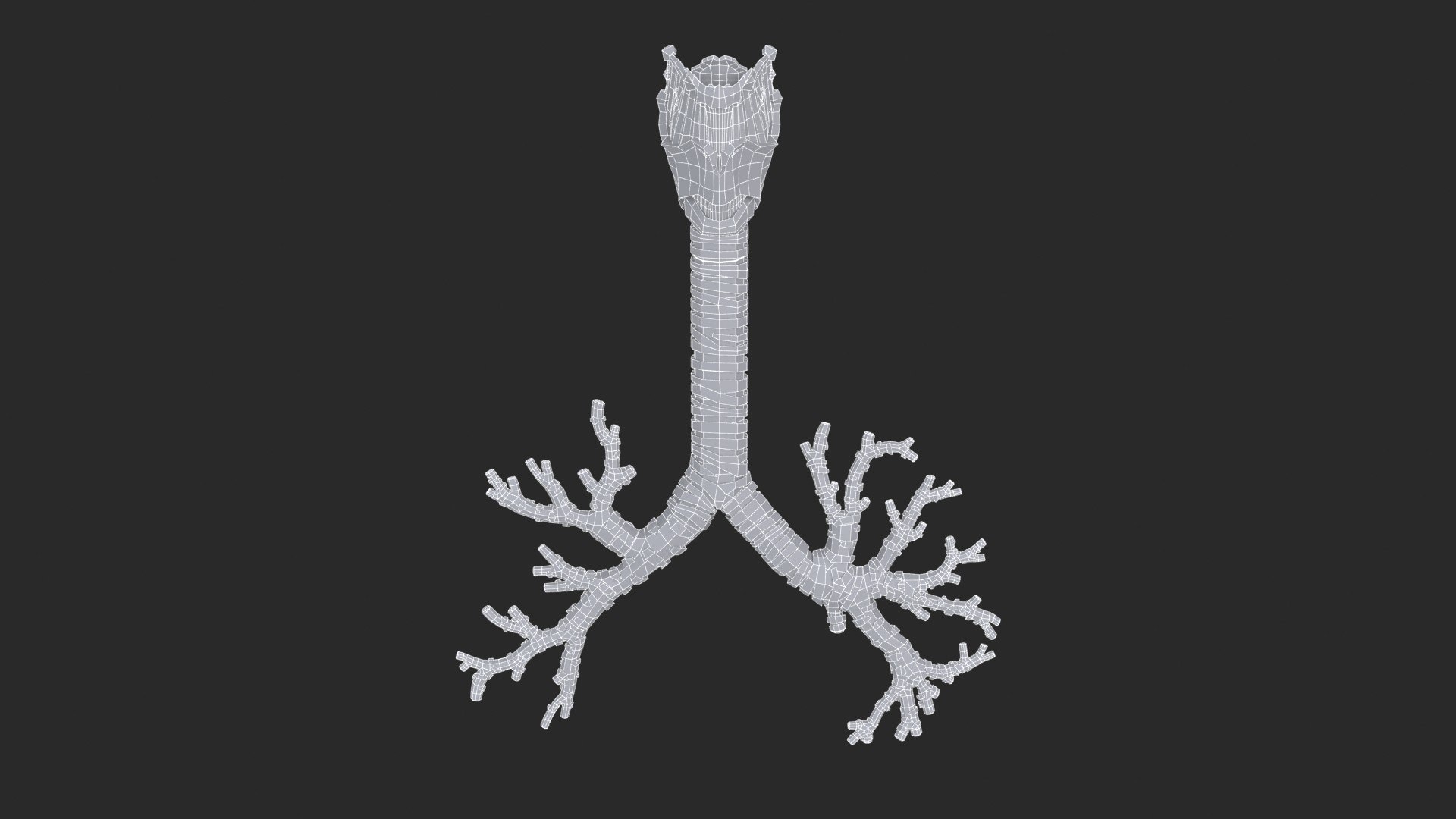 Larynx Trachea BronchialTree 3D model https://p.turbosquid.com/ts-thumb/WK/aicFw2/uy/larynx_trachea_bronchialtree_main_sub_0_f_0097/jpg/1766930427/1920x1080/fit_q87/fa809912411a2d442fadd7bca8ecf91fab915440/larynx_trachea_bronchialtree_main_sub_0_f_0097.jpg