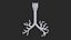 Larynx Trachea BronchialTree