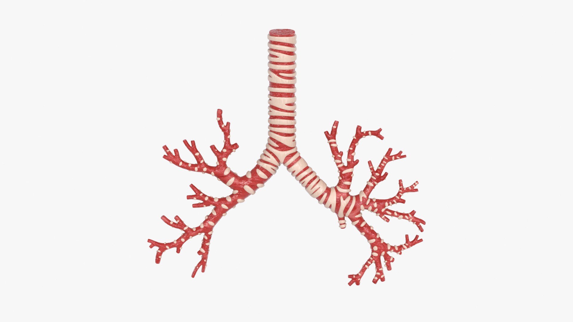Larynx Trachea BronchialTree 3D model https://p.turbosquid.com/ts-thumb/WK/aicFw2/xs/trachea_bronchialtree_main_pr_f_0097/jpg/1766930638/1920x1080/fit_q87/76468db6c5f47e30ac5ddc2020d9cd19ae732a49/trachea_bronchialtree_main_pr_f_0097.jpg