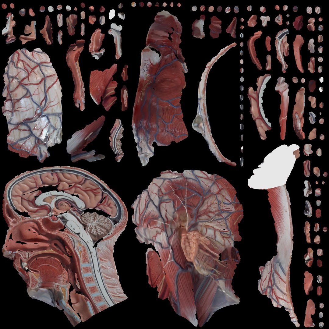 3D Anatomical Head Model TurboSquid 1970934