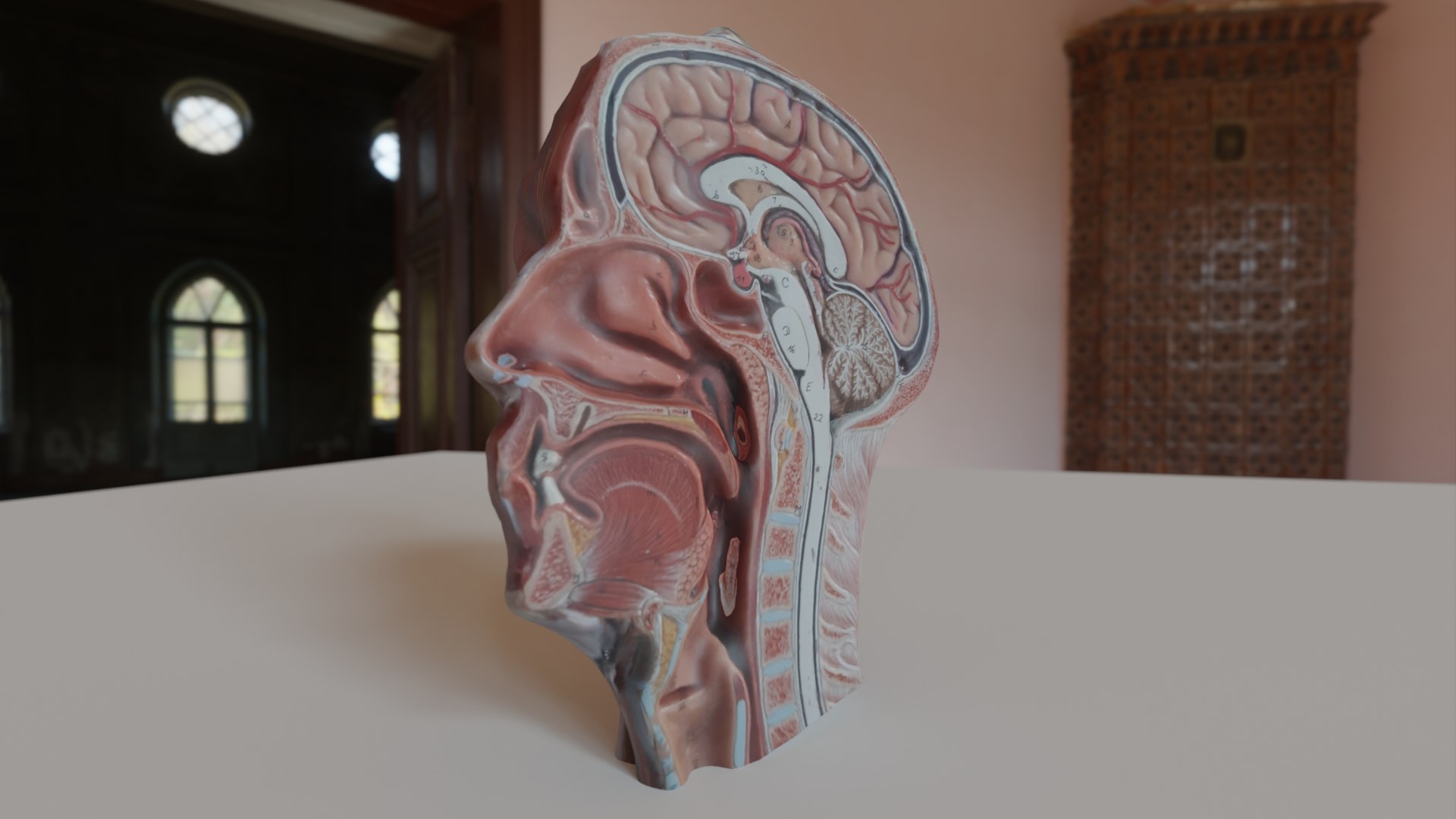 3D Anatomical Head Model TurboSquid 1970934