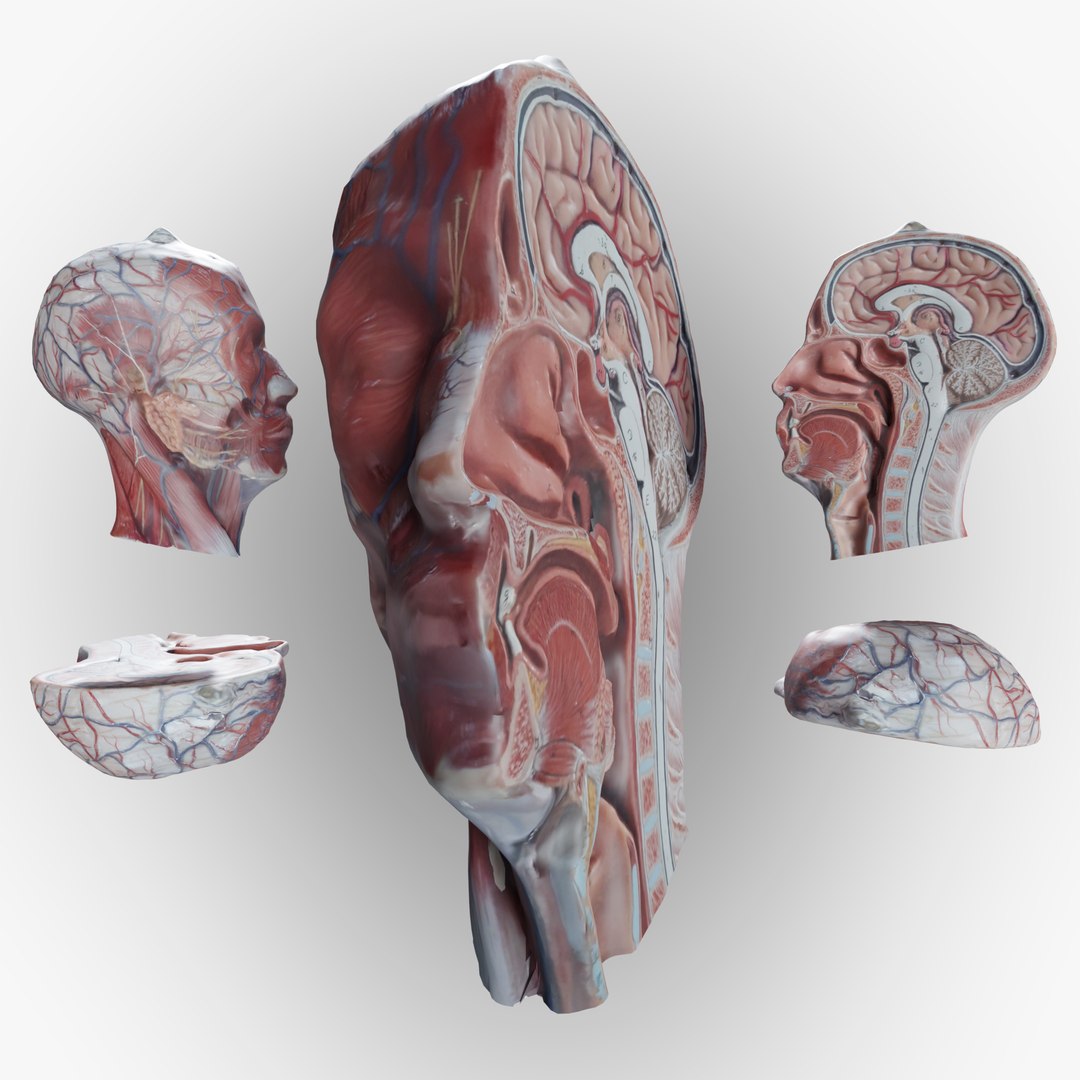 3D Anatomical Head Model TurboSquid 1970934