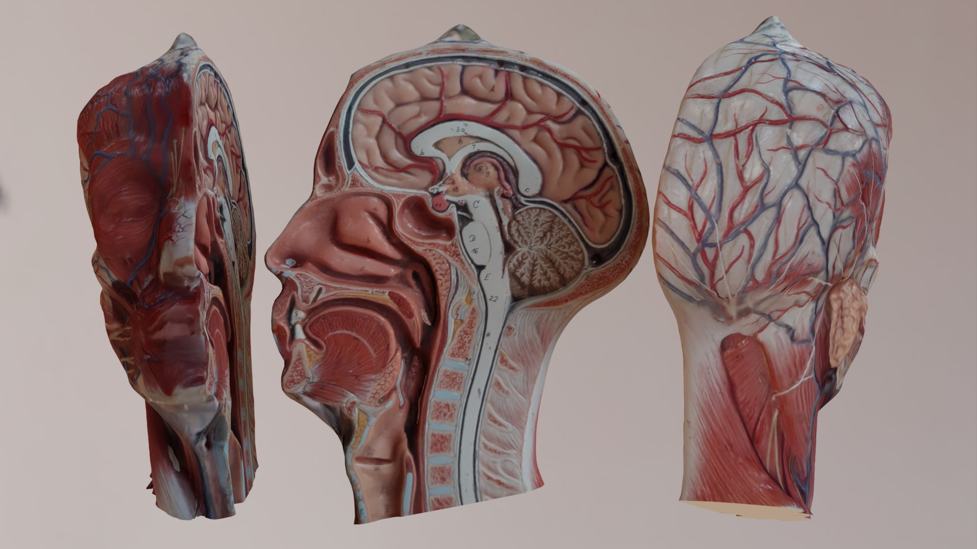 3D Anatomical Head Model TurboSquid 1970934