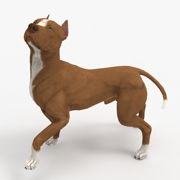 pitbull pit bull 3D model