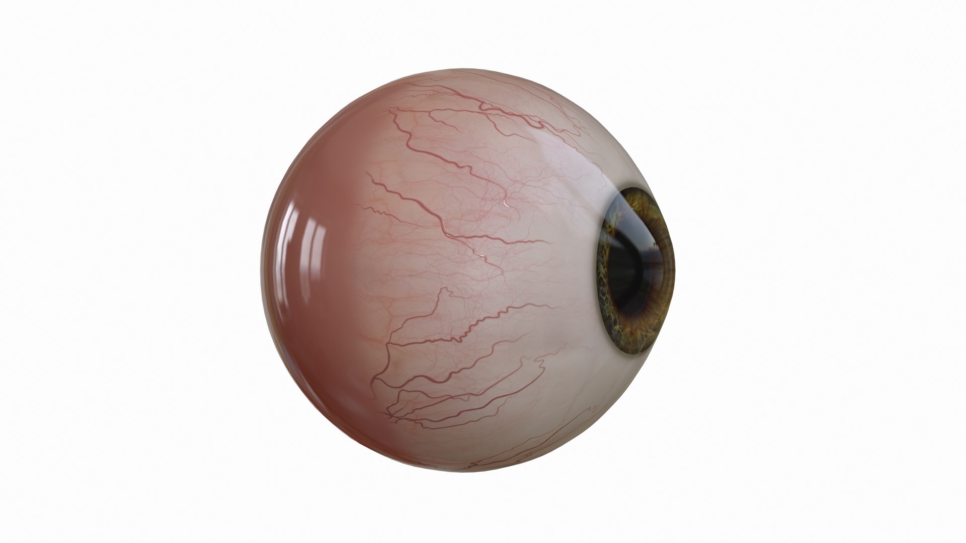 3D Eye V-ray - TurboSquid 1640061